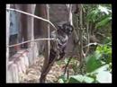 Colchester Zoo