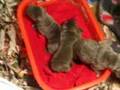 Cachorritos Mastin Napolitano [3]