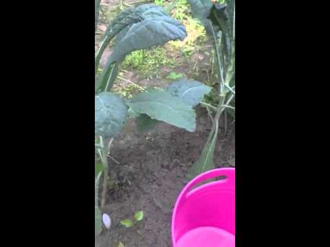 how to harvest dino kale