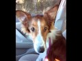 Collie Pup, Goldie Hawn, Surrendered, Rescued, Flown, Fostered and Loved Finds the Rainbow