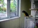 bluejay and pekoe