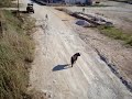 toiro fugido toiro fugido