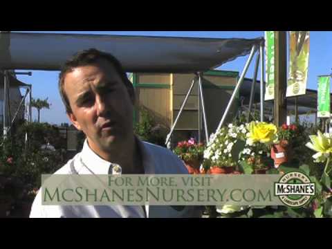 how to fertilize rosa rugosa