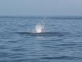 Wild Side Specialty Tours Oahu Hawaii dolphin footage