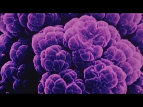 Germ theory - Cyrille Oswald Quartet