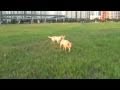 Abby and Flapper @ Buangkok Field