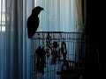 My Parrot -02- \"NUMA NUMA Parrot\" My Parrot -02- \"NUMA NUMA Parrot\"