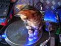 Bengal-kitten-in-a-spin!!!