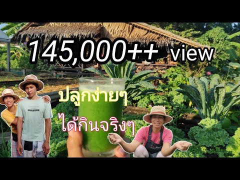 ปลูกผักสวนครัวพื้นที่น้อย