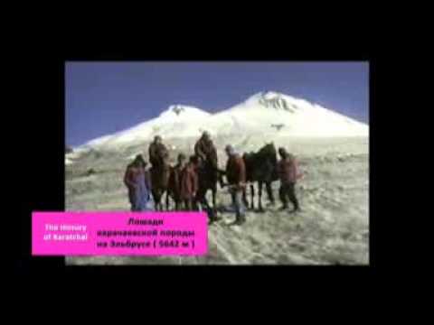 Horse on Elbrus (5642 m). Лошади карачаевской породы на Эльбрусе /06/