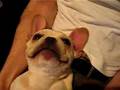 Puppy-or-chicken-the