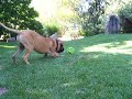 Hudson & Animal Babble Ball