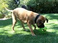 Hudson & Animal Babble Ball