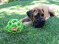 Hudson & Animal Babble Ball