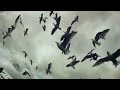 Leviathan - Official