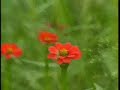 Red Star Zinnia's