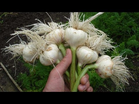 how to harvest garlic uk