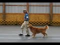 Nikon, Novice A Obedience