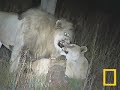 Lion Insemination
