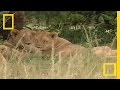Lion Insemination