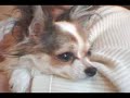 Misses, the Chihuahua puppy, long version Misses, the Chihuahua puppy, long version