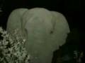 The Elephant Song