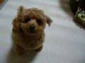 トイプードル犬　いろはにほへと　しつけ