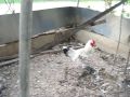 MVI_3645.avi