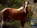 Big Stars Lend Support to Save Wild Horses