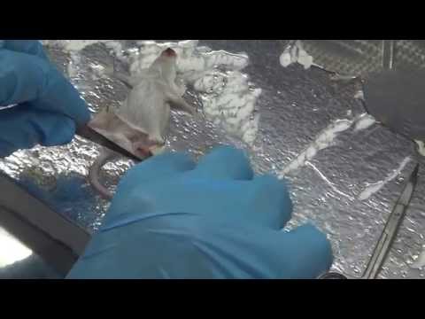 how to harvest bone marrow cells from mice