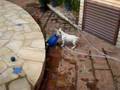 Bulldogue ou Pato??