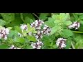 Hommel "pissend"op Majoraan