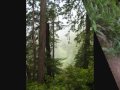 Could This Be Earth - Redwoods, California Ambient NRG and Electric Sufi (Deep