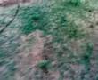 anna bantha