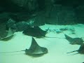 Loro Parque - Acuario