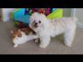 Kitty stuck on Doggie