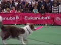 Pokazy dogfrisbee Pokazy dogfrisbee