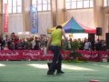videos de Pokazy dogfrisbee