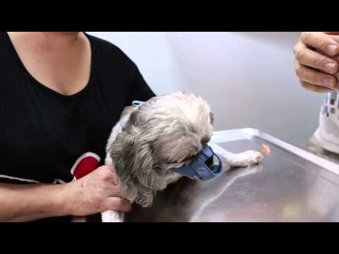 how to treat shih tzu ear infection