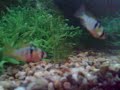 my aquarium is 200 litters 