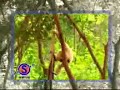 Macaco sacaneando o tigre