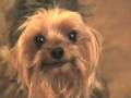Morphing Techno Rock Pet Music Video