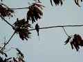 Mhow, Indore, MP, India, Friday Dec 7 2007:  I saw this Little Green Bee Eater kill an insect by repeatedly hitting it on the branch of a Subabul tree. Taxonomical Names - Little Green Bee Eater: Merops orientalisSubabul: Leucaena leucocephala