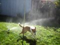 Harley-and-the-Sprin