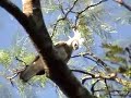 Harpy Eagle