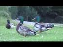 20080502_fleissige und faule Wildenten am Bodensee 勤劳和懒惰的野鸭
