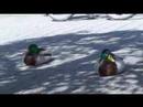 20080502_fleissige und faule Wildenten am Bodensee ????????
