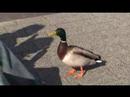 20080502_fleissige und faule Wildenten am Bodensee 勤劳和懒惰的野鸭