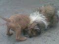 kc and pit bull puppies dog fight