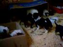 41 dogs